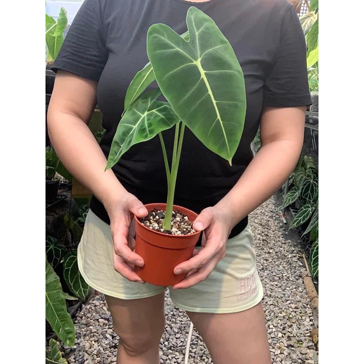 [小森林]絨葉觀音蓮 Alocasia micholitziana