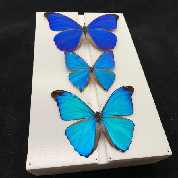 免運蝴蝶標本昆蟲標本標本胖喵喵の純手工展翅板 用過的蝶友都說好 蝦皮購物