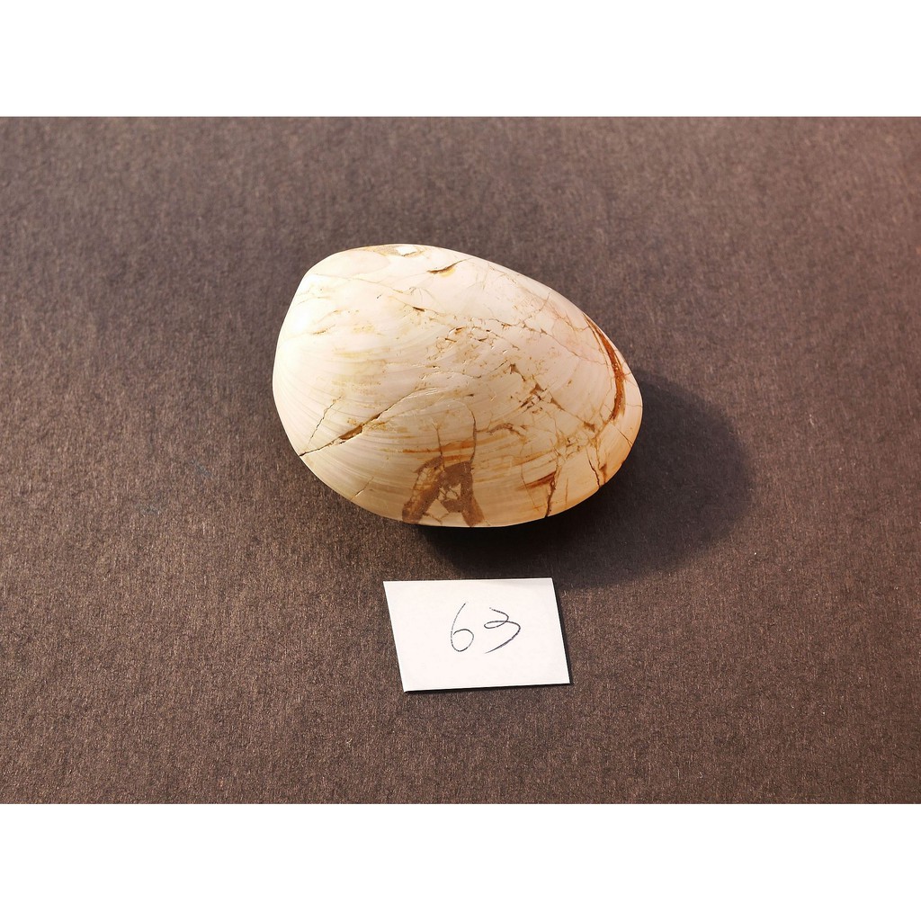 【實物實拍】【現貨】【露蝦 】大蛤大蚌化石 雙貝綱化石 (63mm) 貝殼化石 發財螺 收藏 螺化石 自然科學 科普