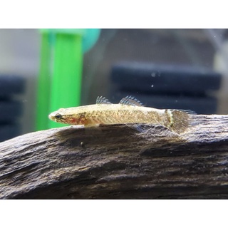 淡水魚 優惠推薦 22年8月 蝦皮購物台灣