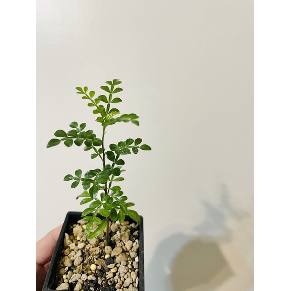塊根植物-實生列加氏漆樹（3吋盆）