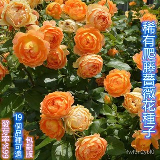 藤本月季的價格推薦 21年8月 比價撿便宜