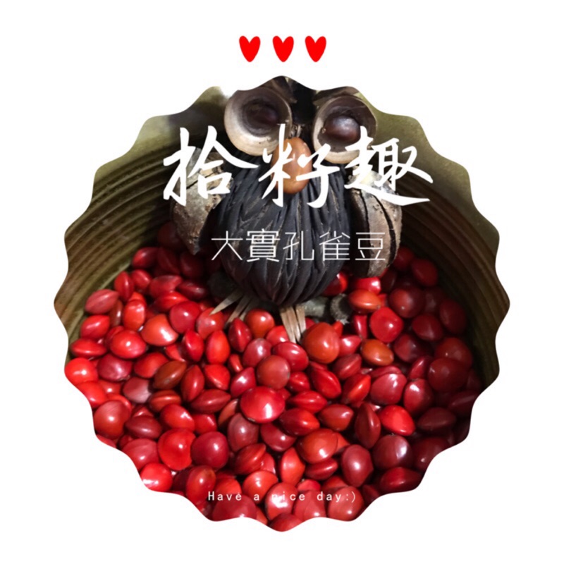 拾籽趣🌿相思豆 大實孔雀豆 可收藏手作