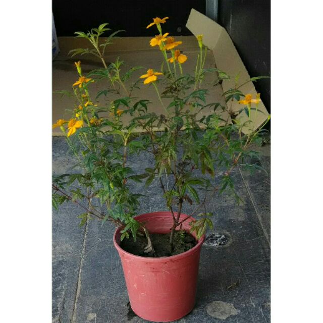 芳香萬壽菊/四吋盆/五吋盆/菊花/菊花茶/香草植物/無農藥/也有賣乾燥可泡茶的茶葉