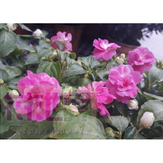 重瓣鳳仙花的價格推薦 22年8月 比價比個夠biggo