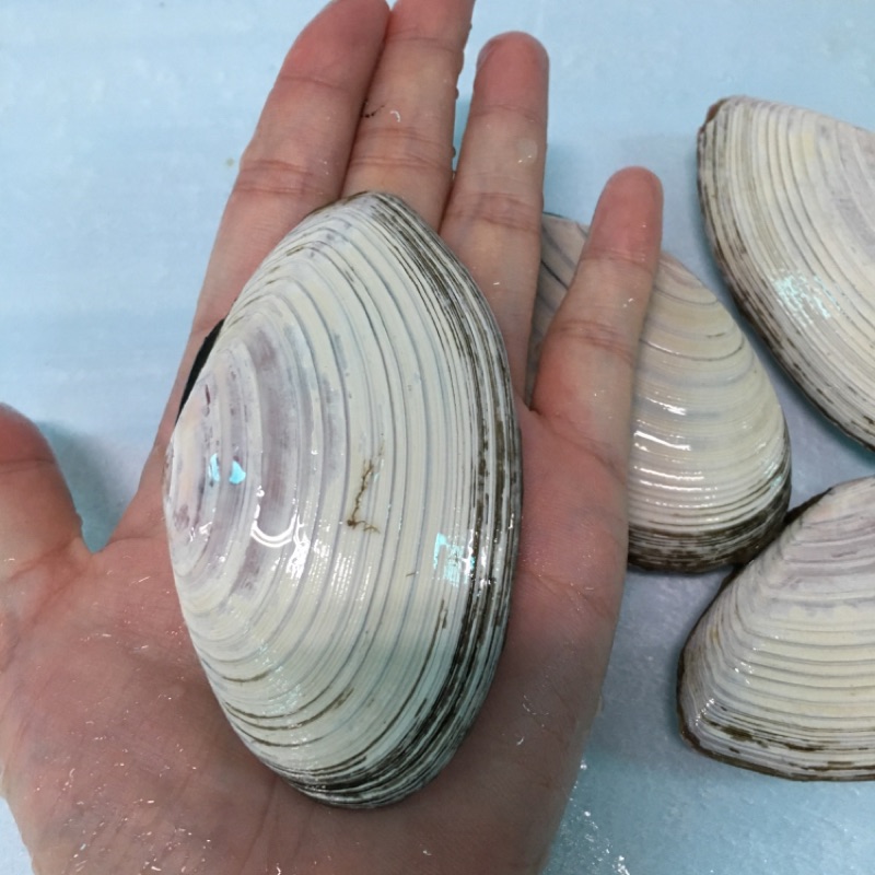Seafoods海鮮 日本北海道活白貝 收到保證活 蝦皮購物