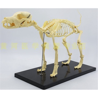 動物骨骼模型 優惠推薦 22年8月 蝦皮購物台灣