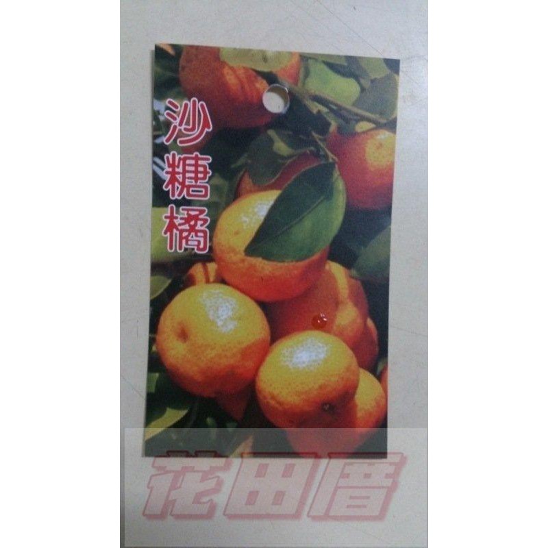 花田厝-水果果苗砂糖橘-沙糖橘4吋盆高30-50cm甜度可達14度