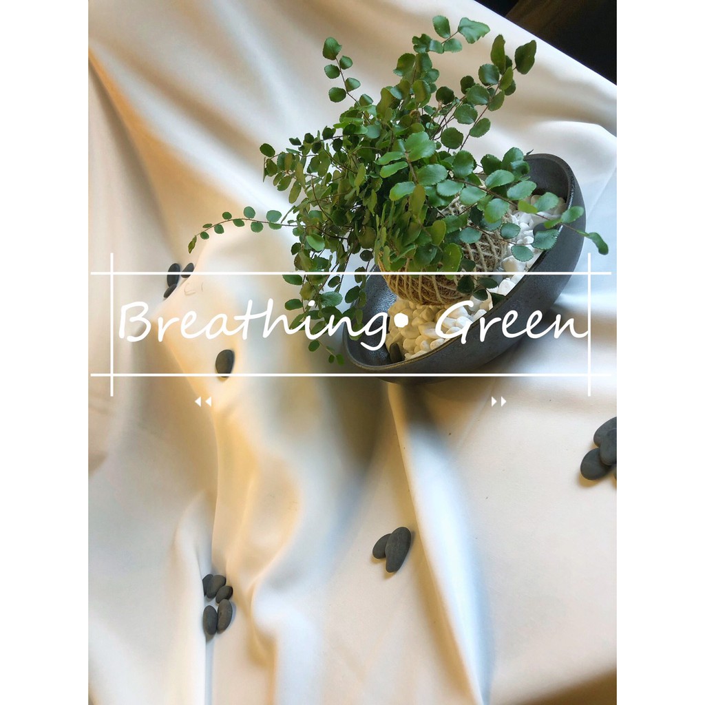 鈕扣蕨 苔球直徑8cm不含盤飾 水苔球 造景小物 辦公小物 園藝布置 蕨類上板 居家擺飾 蝦皮購物