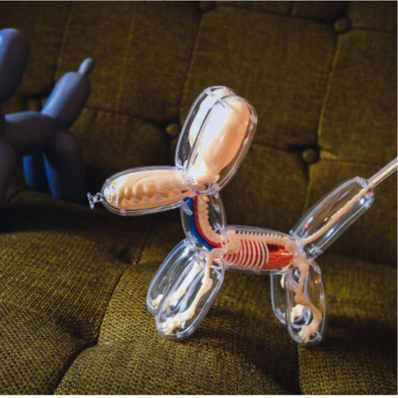 解剖氣球狗透視骨骼模型公仔玩具