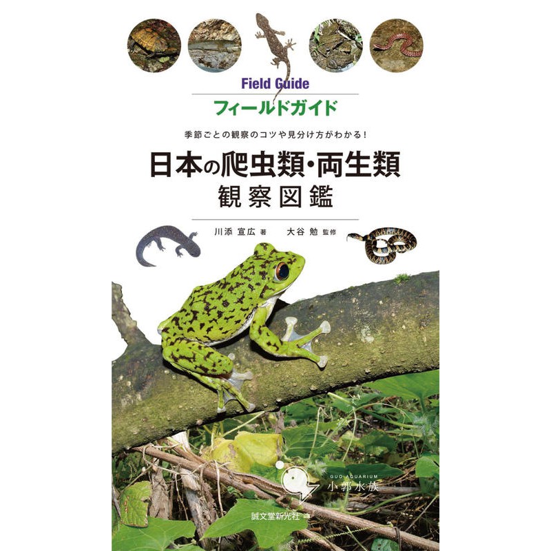 小郭水族 日本圖鑑 日本兩棲爬蟲類野外調查圖鑑 日本石龜蠑螈蛇蜥蜴青蛙生態調查圖文並茂 蝦皮購物