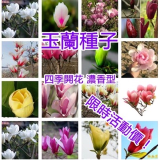 玉蘭花種子 比價撿便宜 優惠與推薦 22年10月
