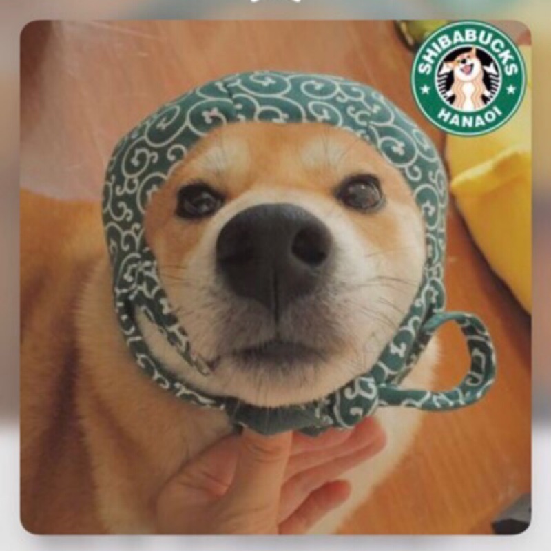柴犬唐草變身帽子 蝦皮購物