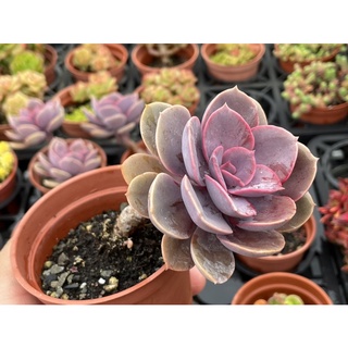 Sandra Garden 赤色風暴 捲肉多肉植物盆栽造景美化環境 蝦皮購物