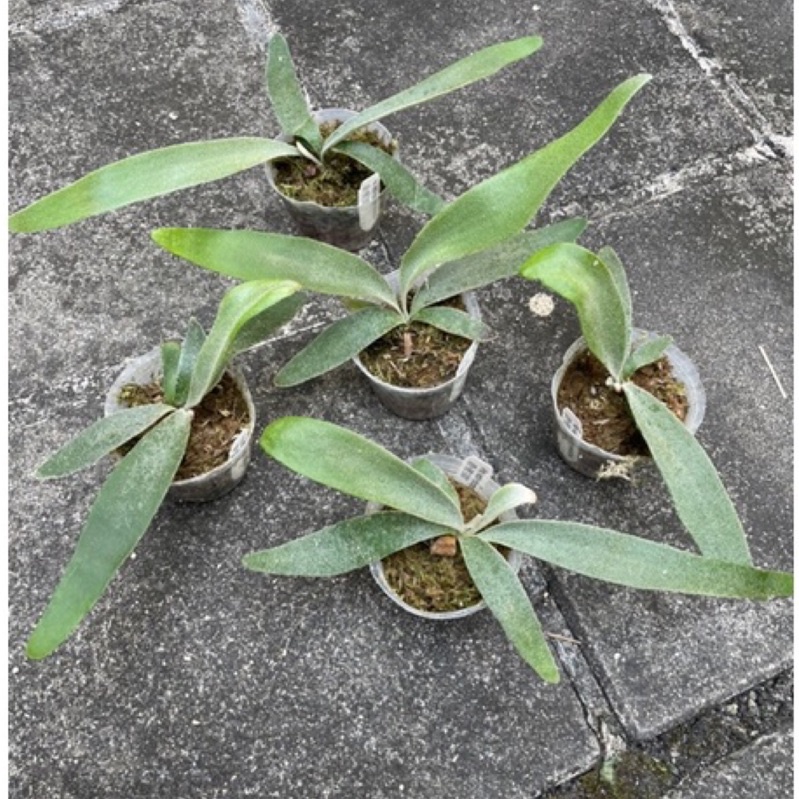 🌵植球對蕨🌿〖白帥帥鹿角蕨 〗P (veitchii × bifurcatum)'white & shine二叉x銀鹿