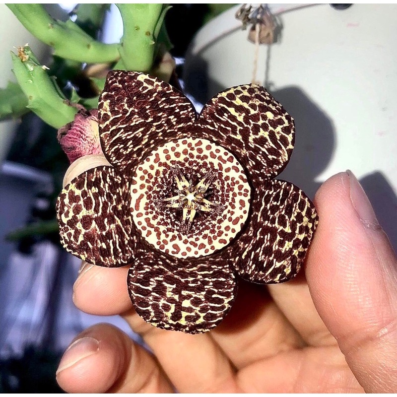 蘿藦多肉植物525Orbea variegate(Red block)紅斑姬牛角