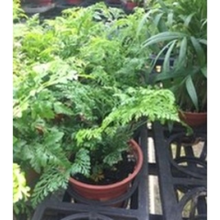 花囍園_小品盆栽—兔腳蕨--蕨類植物耐旱~有著硬硬的革質/3吋