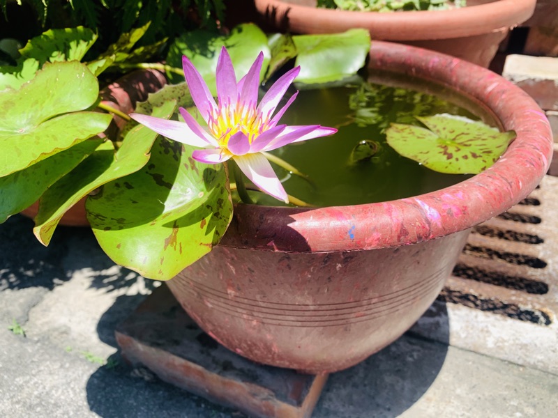 台灣製造 環保花盆 種蓮花套裝組合 1尺1深盆 碗蓮盆專用土睡蓮土荷塘泥 有機肥 陽明山土 田土 好花土 水生植物