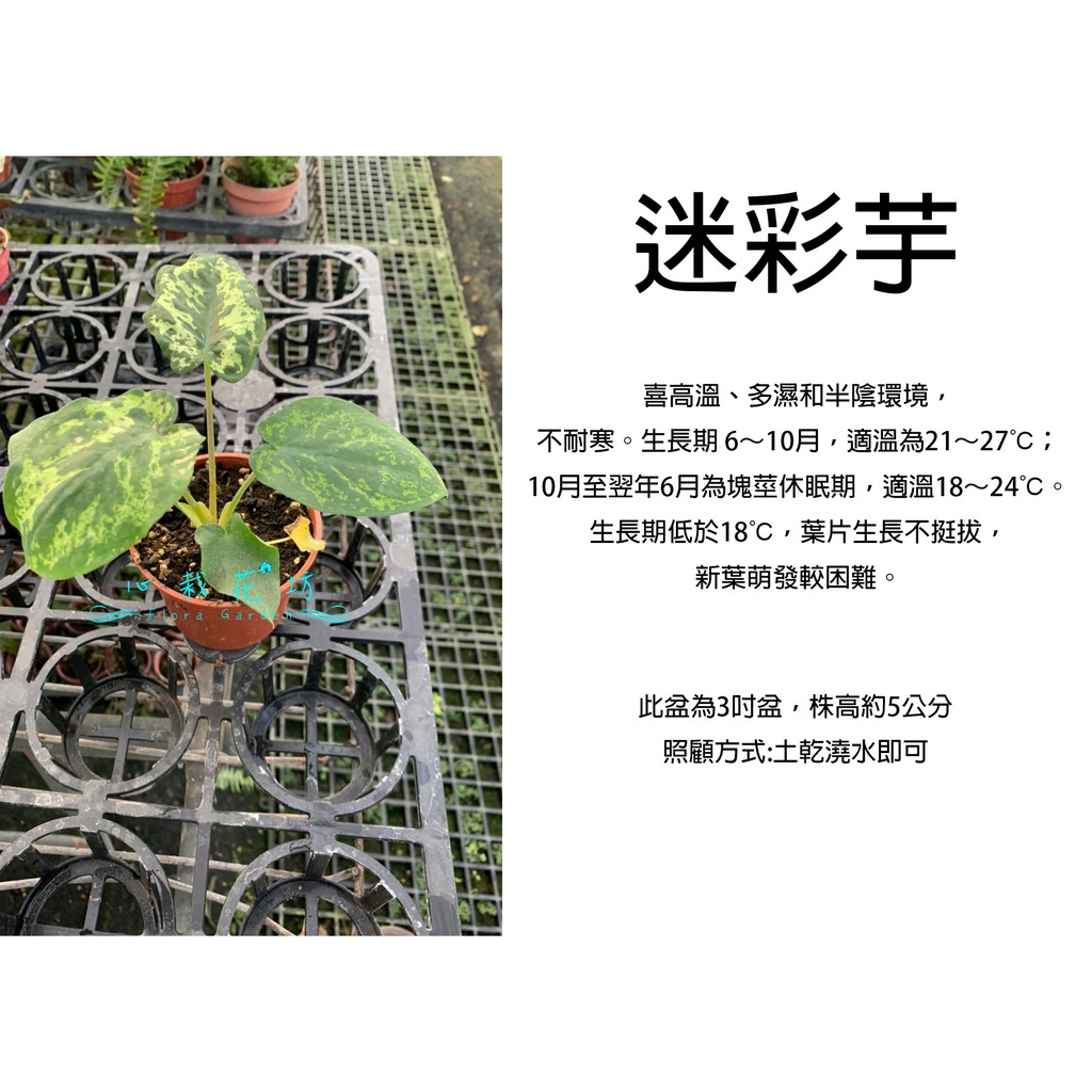 心栽花坊-迷彩芋/彩葉芋/3吋/綠化植物/室內植物/觀葉植物/售價60特價50