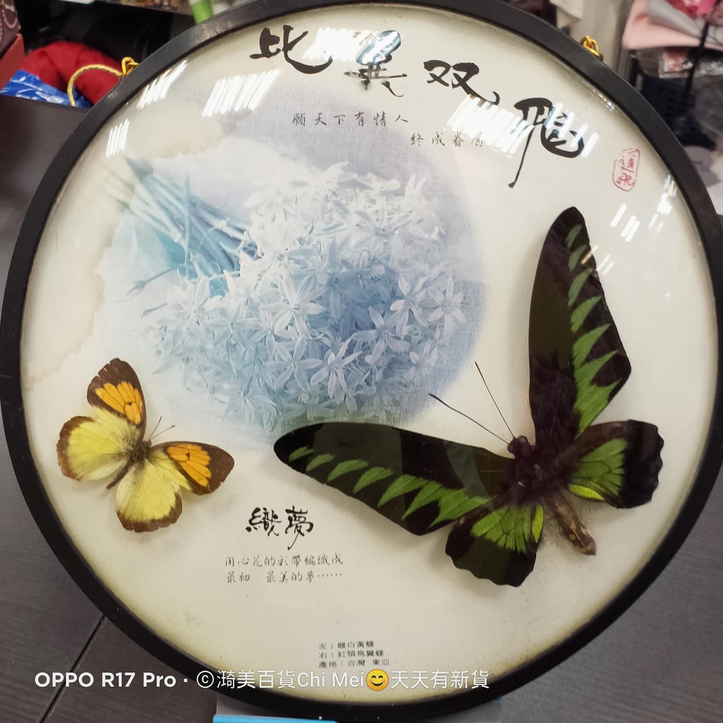 降價--------二手 早期 紅頸鳥翼蝶 雌白黃蝶 紅頸鳥翼蝶 蝴蝶 標本24CM