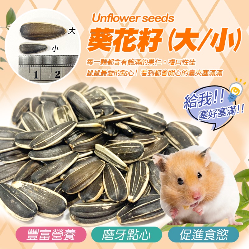 葵花籽寵物的價格推薦 22年10月 比價比個夠biggo