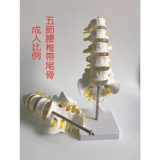 可開發票 1:1五節腰椎帶尾骨模型 腰椎組合脊椎帶尾骨模型 骨骼模型 脊椎模型 腰椎骨關節模型 教學模型ARHJ客滿來