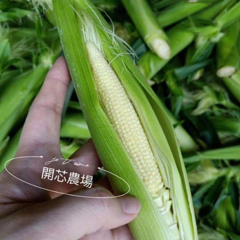 802白Q甜糯玉米筍/30台斤一箱免運/開芯農場