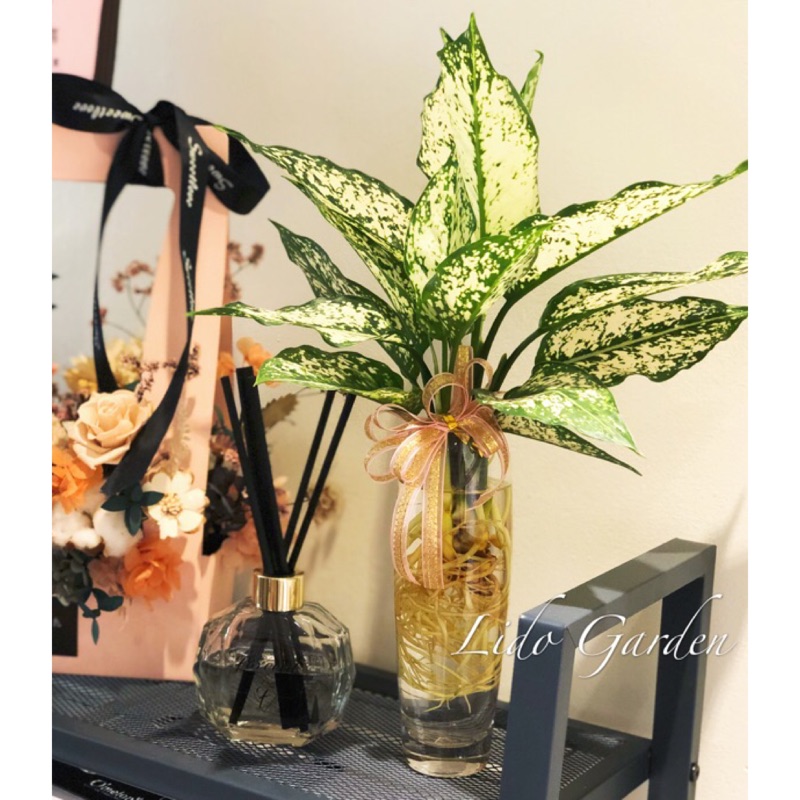 水耕植物玻璃瓶水耕 洗手間首選 懶人盆栽 懶人植物 簡單方便美觀 蝦皮購物
