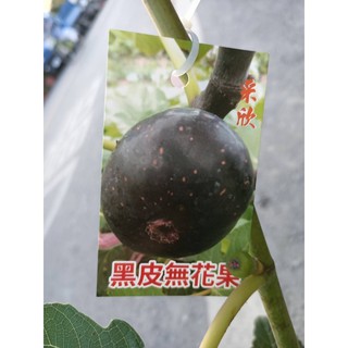 李樹苗 黑皮無花果一棵300