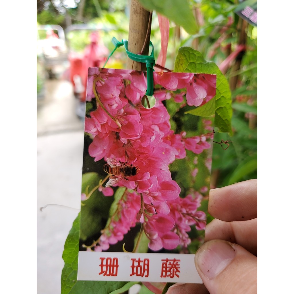 李家果苗 珊瑚藤 4吋半盆 高度50-60公分 單價100元