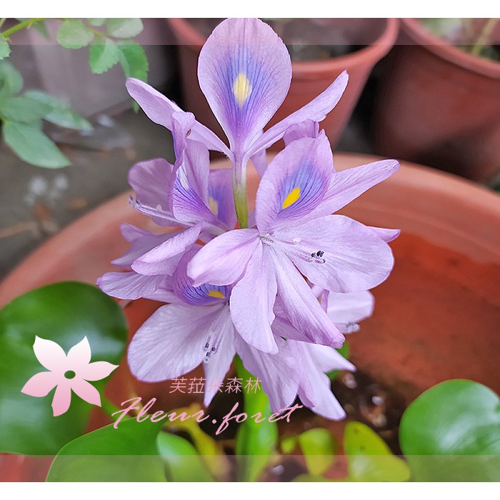 芙菈朵森林布袋蓮3吋盆開花植物觀賞花卉水生植物花苗 蝦皮購物