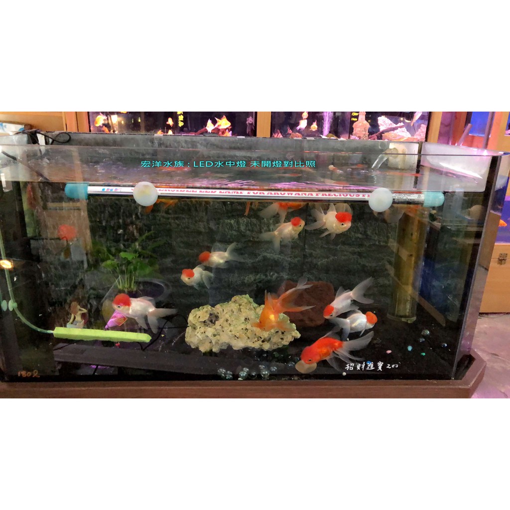 宏洋水族 增豔水中led燈 2 5尺水中燈 宏洋實際使用照片 省電最佳 自然增豔發色 安全 各種魚類適用 蝦皮購物