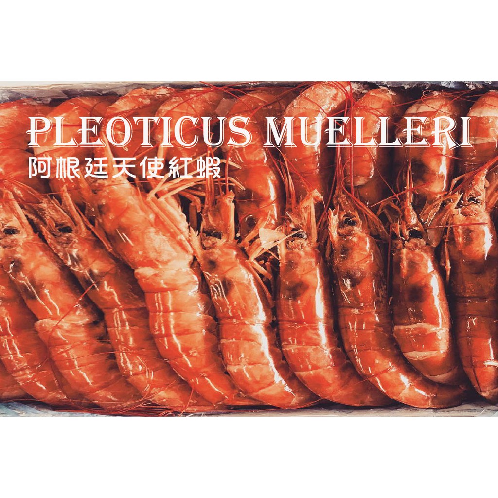 L1阿根廷紅蝦2kg 盒 L2阿根廷天使紅蝦2kg 盒 蝦皮購物