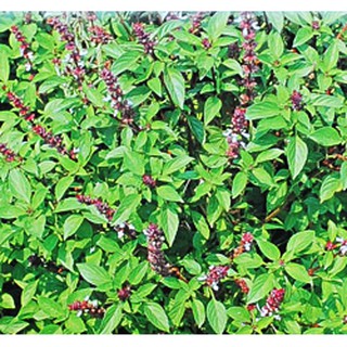 羅勒葉 - 優惠推薦 - 2020年6月 |蝦皮購物台灣