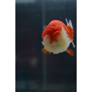 悠悠水族 下沈型飼料 獨家專研 高級御膳 金魚飼料 高蛋白飼料 育成款 蝦皮購物