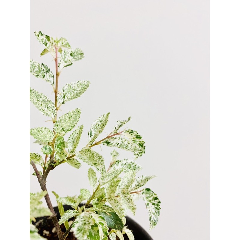 「有話植說」手作植栽-斑葉榆樹 充足日照 小巧可愛✨ 4吋圓盆（棕）