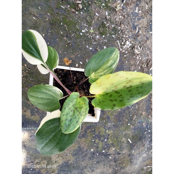 植葉花匠 斑葉 油點百合 植葉花匠農場 蝦皮購物