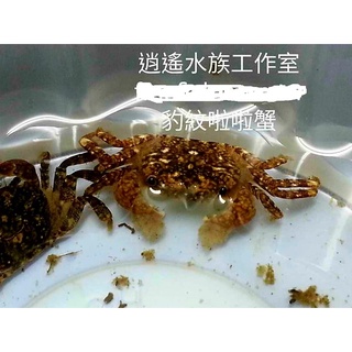 狗頭活餌 釣餌 豹紋啦啦蟹 稀少的拳擊蟹 飼料小螃蟹 除絲藻 除殘餌 溫馴 蝦皮購物