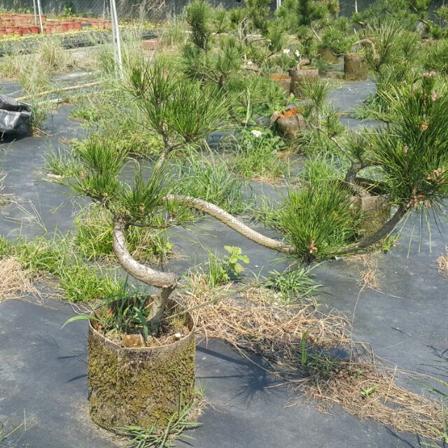 批發價 日本三河黑松 美植袋裝一年四季可種植 園藝 造景 居家綠化 陽台 樹精靈景觀造園 蝦皮購物