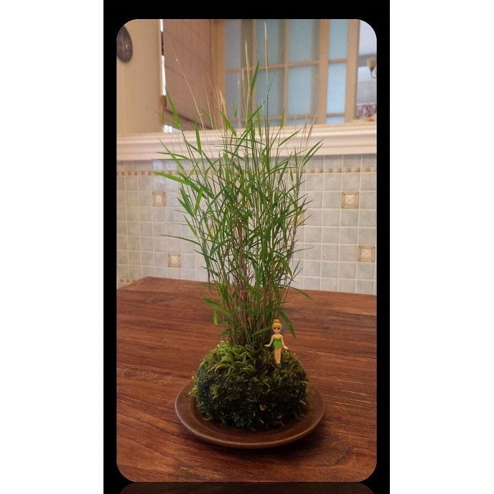 金絲草活体苔蘚球苔玉苔球園藝 苔蘚花盆花器景觀瓶水族水草草皮diy生態瓶小品盆栽多肉植物迷你盆栽 蝦皮購物