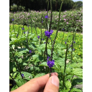 紫花長穗木 馬鞭草 花穗支條30支花穗內有很多種子 蝦皮購物