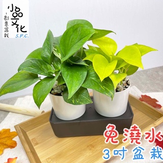 【小品文化】黃金葛 綠蘿【現貨】3吋雙子免澆水盆栽 懶人盆栽 觀葉植物 室內植物 廁所植物 創意花盆 居家辦公盆花