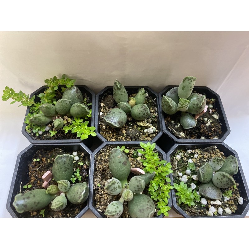 小海豹海豹天章海豹多肉多肉植物葉孵 蝦皮購物