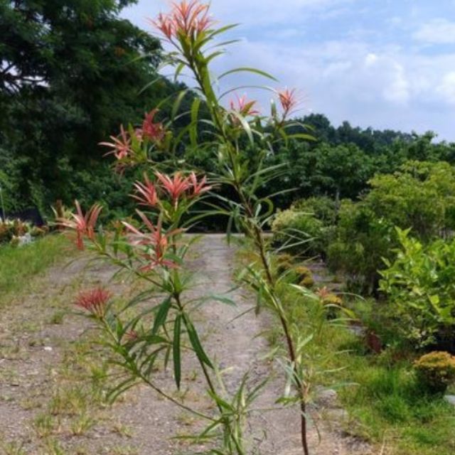 桃實百日青新芽橘紅色的羅漢松科台灣原生樹種 高70公分 一箱可裝20棵 蝦皮購物