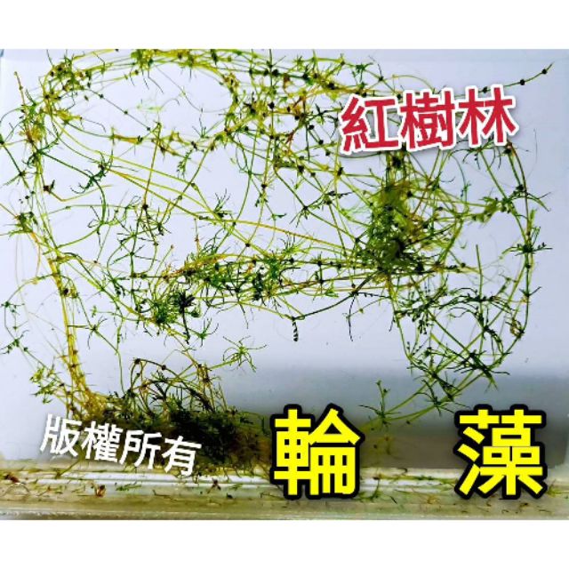 【紅樹林】輪藻~水中葉降低水中NO3~每份