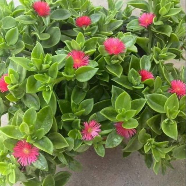 太陽玫瑰 心葉冰花 花蔓草10元 蝦皮購物