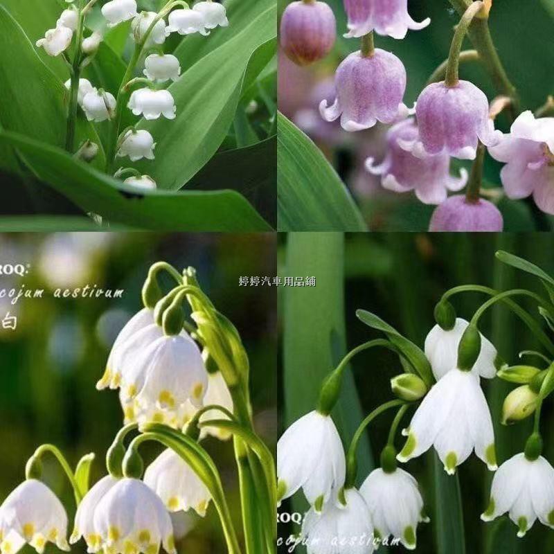 30天開花鈴蘭種根鈴蘭苗濃香型鈴蘭花 蝦皮購物