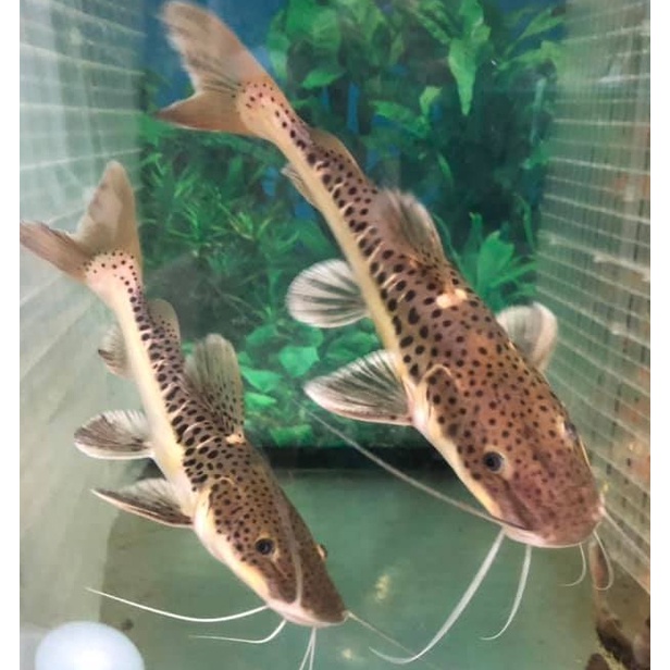 河馬水族 軍艦鴨嘴中型魚龍魚大魚缸水草缸水族同種可混養 高級飼料餌料 蝦皮購物