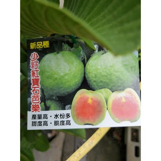 李家果苗 少籽紅寶石芭樂 中棵 8吋盆 高度70-80公分 單價360元 一箱可以裝兩棵