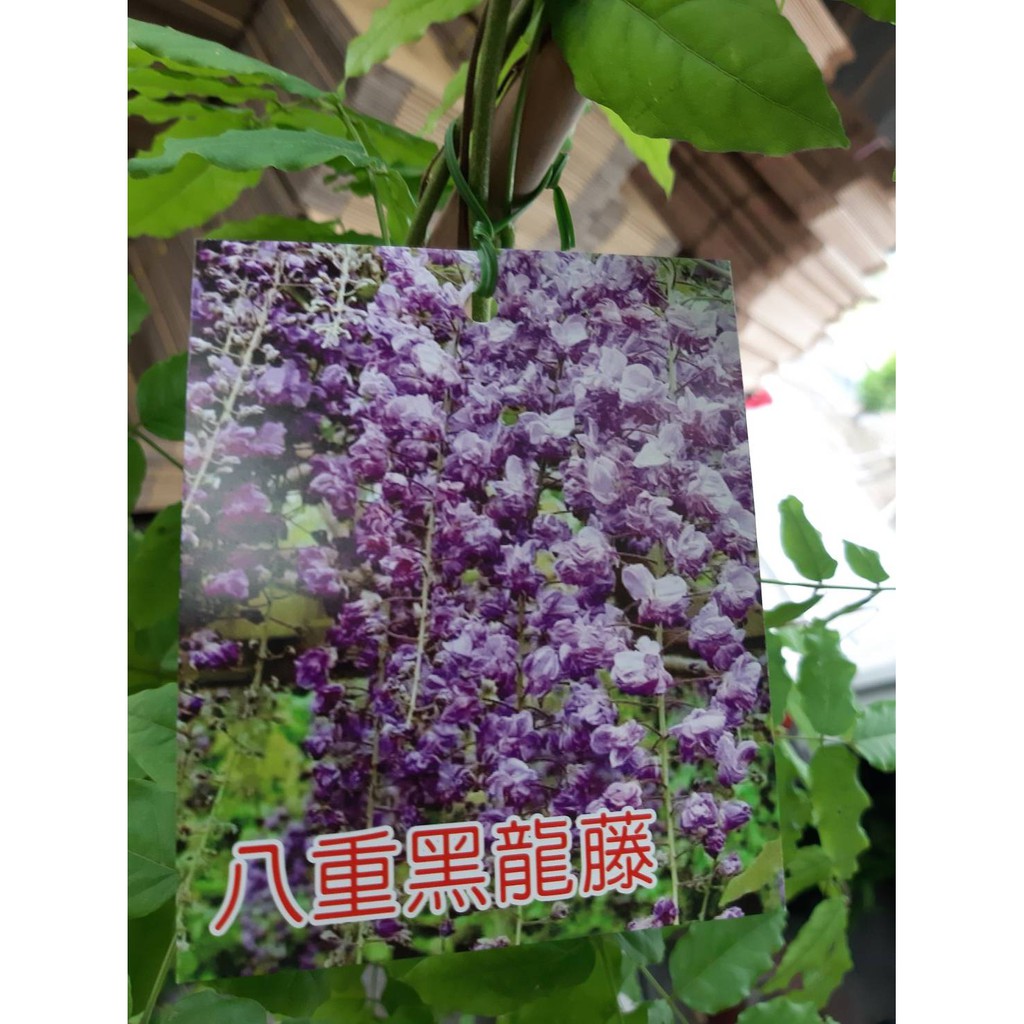 花田厝 八重黑龍藤 美株 花型如牡丹 藤蔓 6吋盆 6尺高 Tp 蝦皮購物